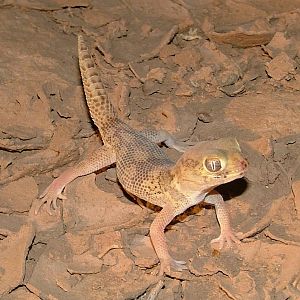 Teratoscincus bedriagai