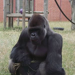 Twycross Gorillas 06/08/11