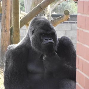 Twycross Gorillas 06/08/11