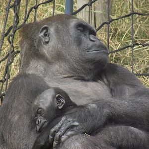 Twycross Gorillas 06/08/11