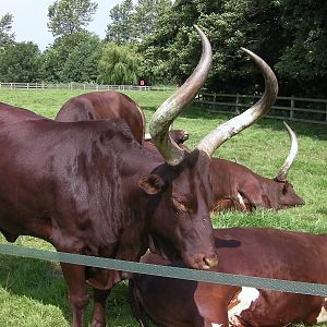 Ankole Cattle - 31.07.2011