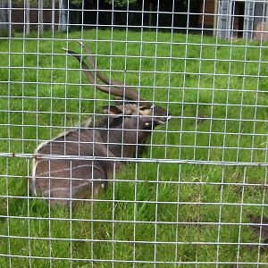 Nyala bull - 31.07.2011