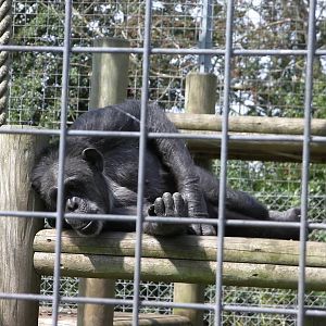 Jill the Chimpanzee - 31.07.2011