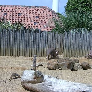 Joint Aardvark & Meerkat Enclosure - 31.07.2011