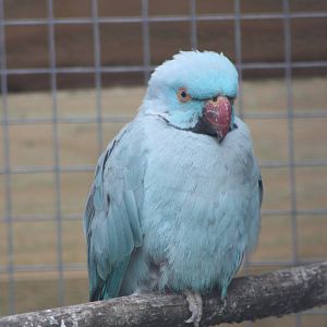 Filey Bird Garden and Animal Park