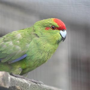 Filey Bird Garden and Animal Park