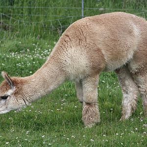 Filey Bird Garden and Animal Park