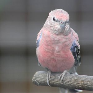 Filey Bird Garden and Animal Park