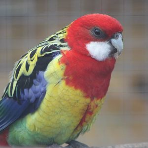 Filey Bird Garden and Animal Park