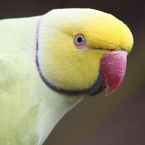 Filey Bird Garden and Animal Park