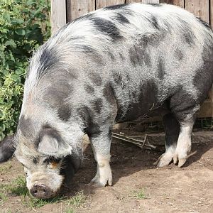 Filey Bird Garden and Animal Park