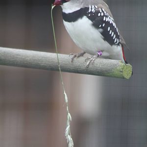 Filey Bird Garden and Animal Park