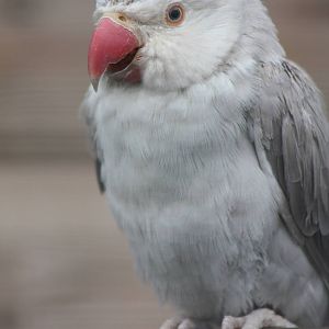 Filey Bird Garden and Animal Park