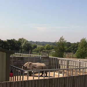 Male Rhino - 01.08.2011