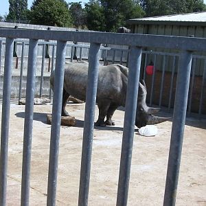 Male Rhino - 01.08.2011