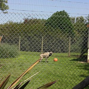 Striped Hyaena Enrichment - 01.08.2011
