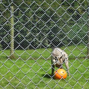 Striped Hyaena Enrichment - 01.08.2011