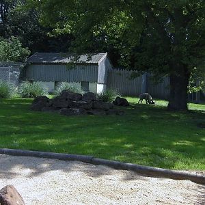 Striped Hyaena Enclosure - 01.08.2011