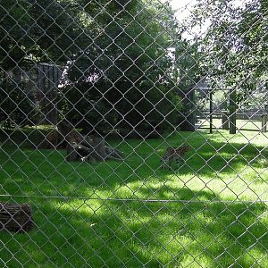 Serval Enclosure - 01.08.2011