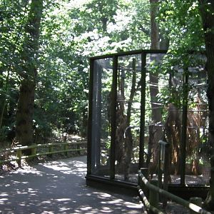 Woodland Walk - 01.08.2011