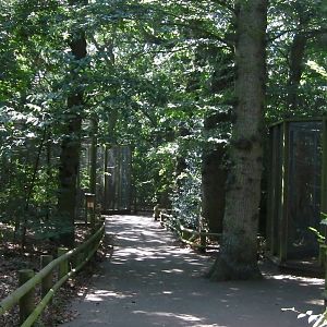 Woodland Walk - 01.08.2011