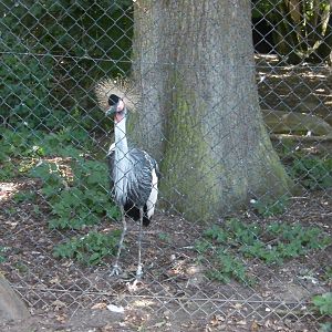 Mixed Bird Exhibit - 01.08.2011
