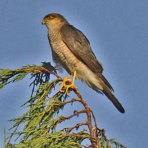 Is this a Sparrowhawk