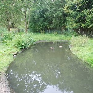 Side Pen at Llanelli WWT, 31/07/11