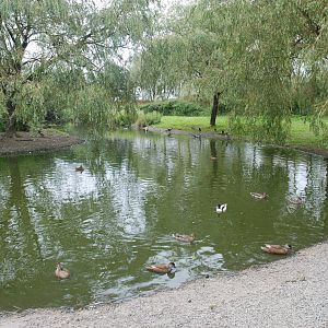 European Lake at Llanelli WWT, 31/07/11