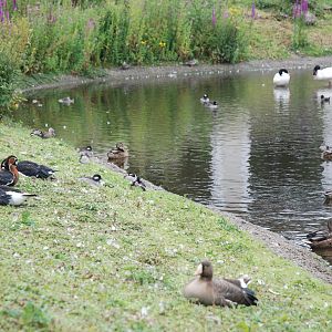 Top Pond at Llanelli WWT, 31/07/11