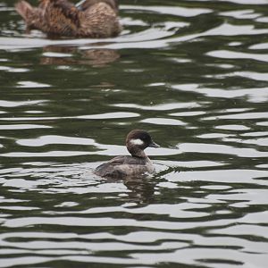 Bufflehead at Llanelli WWT, 31/07/11