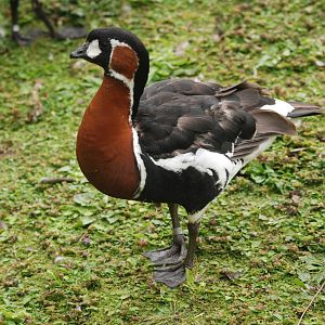 Red-breasted Goose at Llanelli WWT, 31/07/11