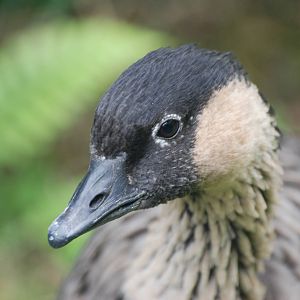 Hawaiian Goose at Llanelli WWT, 31/07/11