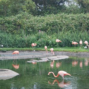 Caribbean Flamingos at Llanelli WWT, 31/07/11