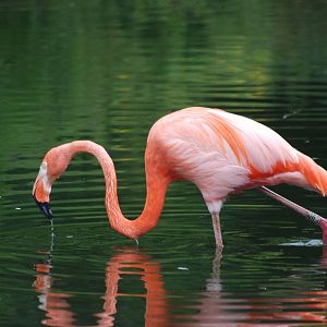 Caribbean Flamingo at Llanelli WWT, 31/07/11