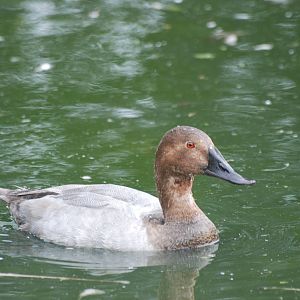 Canvasback at Llanelli WWT, 31/07/11