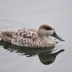 Marbled Teal at Llanelli WWT, 31/07/11
