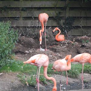 Lesser Flamingo Chick (Raised by Caribbeans) at Llanelli WWT, 31/07/11