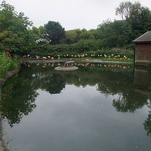 Flamingo Pool at Llanelli WWT, 31/07/11