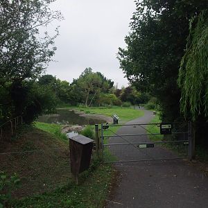 Waterfowl Pens at Llanelli WWT, 31/07/11