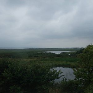 Reserve View at Llanelli WWT, 31/07/11