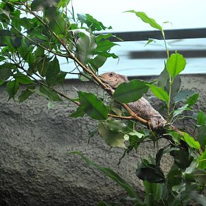 Western Bearded Anole