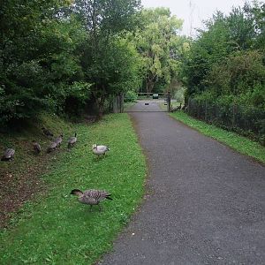Waterfowl Pens at Llanelli WWT, 31/07/11