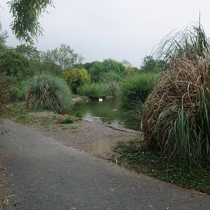 Waterfowl Pens at Llanelli WWT, 31/07/11