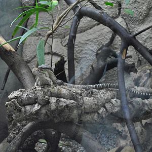 Kimberley Rock Monitor