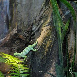 Fiji Iguana