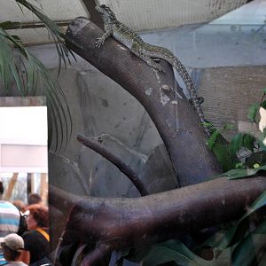 Philippine Sail - finned water Dragon