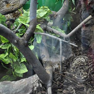 Dumeril's Ground Boa