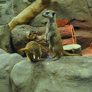 Meerkats