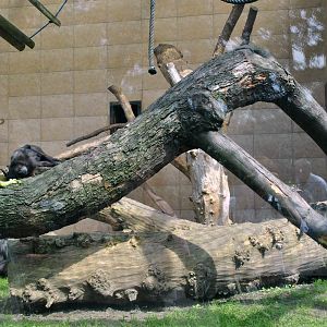 Celebes Crested Macaque